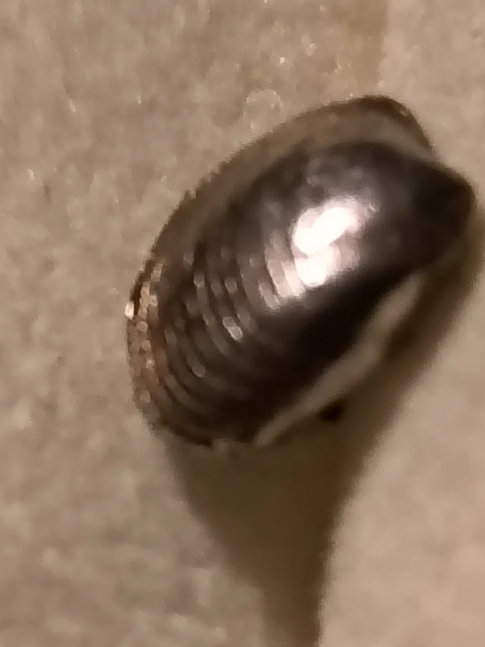Sterling Silver Handmade Clam Shell Stud Earrings* Very Detailed Unsigned
